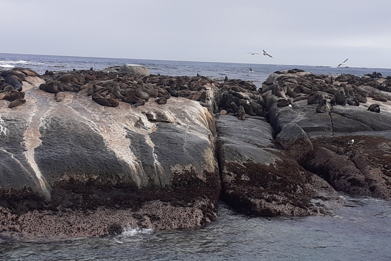 Seal Island, Kaap de Goede Hoop en pinguïns Groepsreis van een hele dagGroepsrondleiding, toegangsprijzen voor parken en lunch zijn niet inbegrepen.