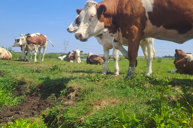 Amsterdam: Countryside Bike and Kayak Guided Tour