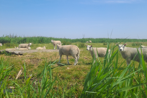 Amsterdã: Tour guiado de bicicleta e caiaque pelo campo