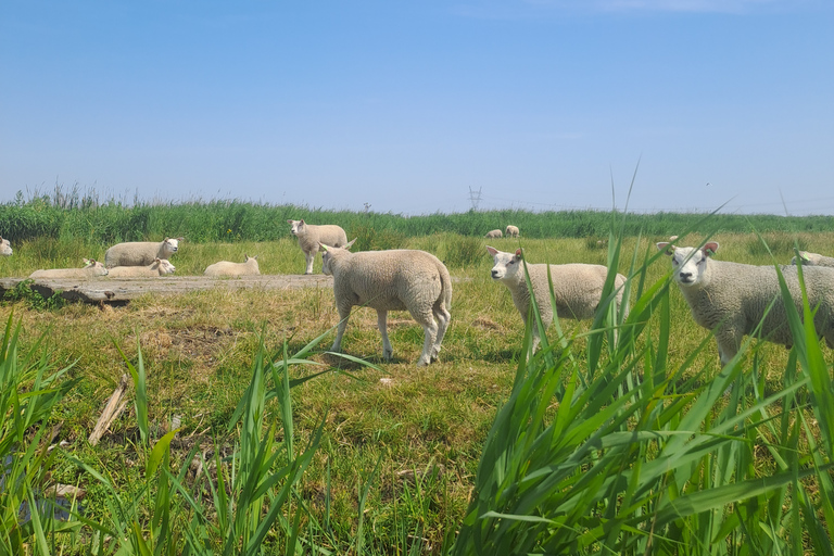 Visite de la campagne d'Amsterdam en vélo et en kayakExcursion à vélo et en kayak dans la campagne amstellodamoise