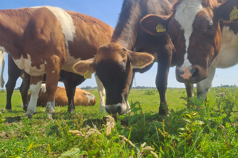 Amsterdã: Tour guiado de bicicleta e caiaque pelo campo