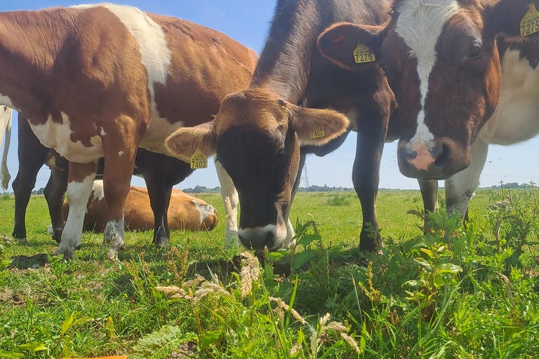 Amsterdã: Tour guiado de bicicleta e caiaque pelo campo