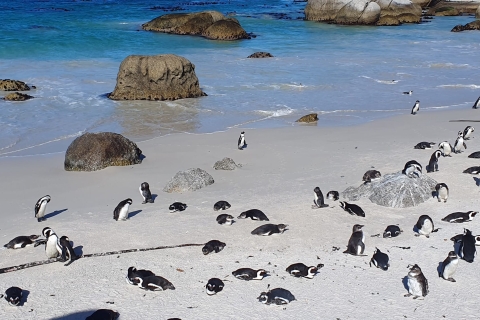 Isla de las focas, Cabo de Buena Esperanza y pingüinos Excursión en grupo de día completoNo incluye la visita en grupo, las entradas a los parques ni el almuerzo.