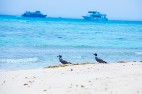 Hurghada: Schnellbootfahren, Schnorcheln und Grillen auf den Virgen-InselnStandard Option