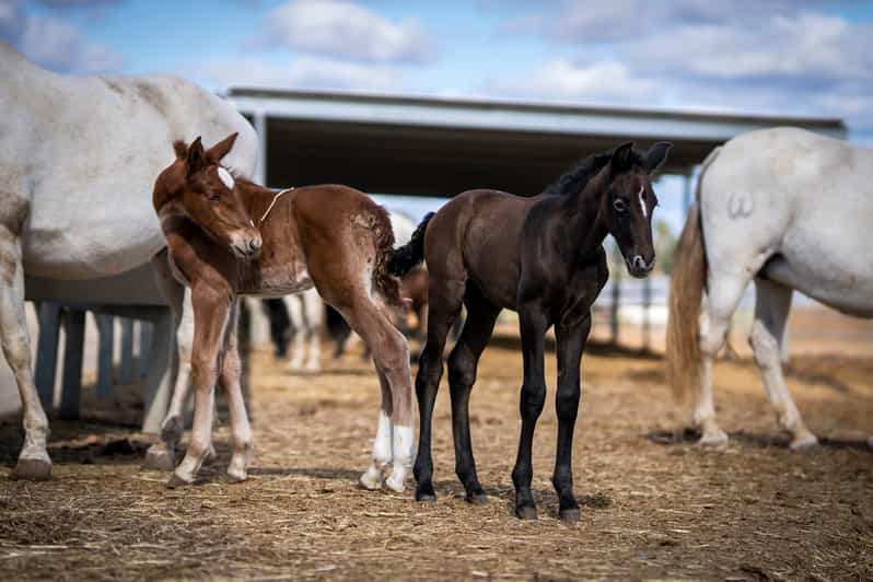 Seville Horse Show Entry Ticket. Optional Stud Farm Visit GetYourGuide