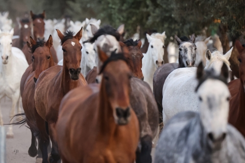 Sevilla: toegangsbewijs paardenshow. Optioneel stoeterijbezoekAlleen toegangsbewijs paardenshow