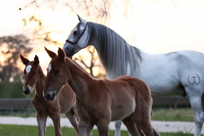 Seville Horse Show Entry Ticket. Optional Stud Farm Visit GetYourGuide