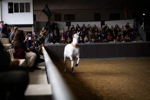 Seville: Horse Show Entry Ticket. Optional Stud Farm Visit Horse Show Entry Ticket Only