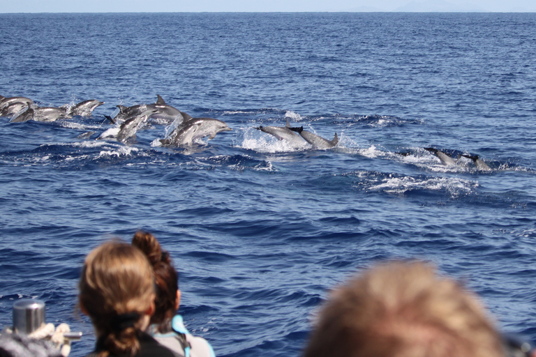 Depuis Funchal : Aventure avec les dauphins en bateau rapide