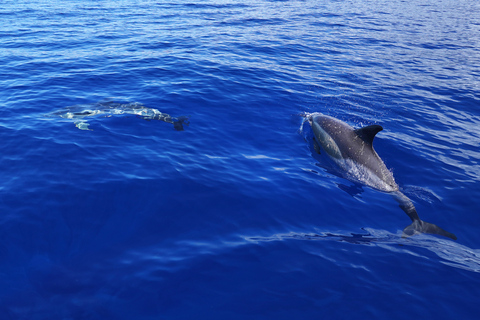 Depuis Funchal : Aventure avec les dauphins en bateau rapide