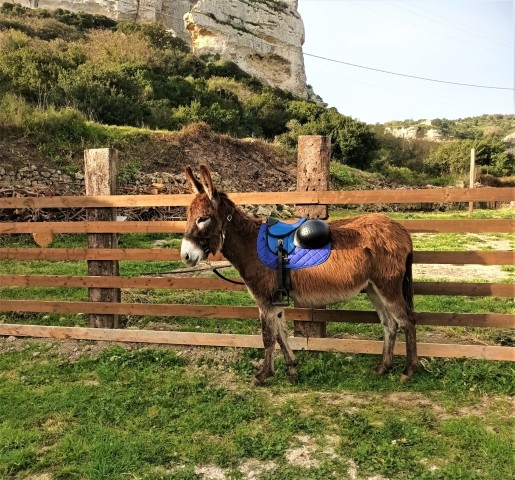 Visit Cargeghe Trekking with Donkeys Day Trip with Aperitif in Sardinia, Italy