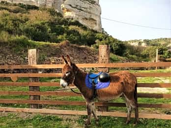 Sassari: hiking with donkeys in Cargeghe and aperitif