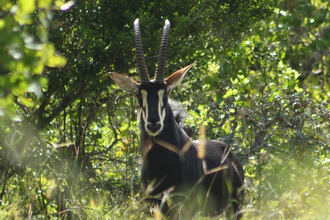 Diani/ Mombasa: Private Shimba Hills Day Safari