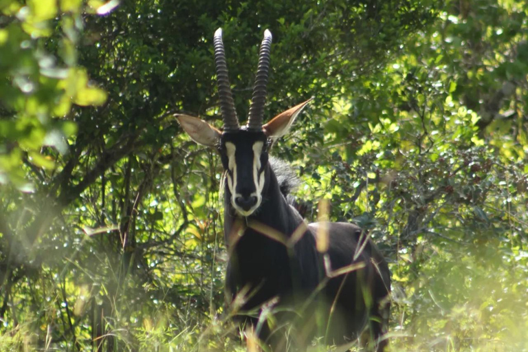 Diani/ Mombasa: Private Shimba Hills Day Safari