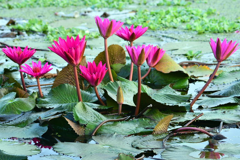 3-daagse Lumbini-tour vanuit Kathmandu