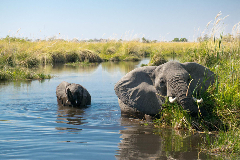 luksusowe safari w dżungli Chitwan 4 dni