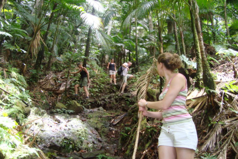 Randonnée dans la forêt tropicale