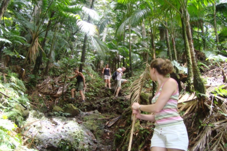 Scenic Rainforest Hike