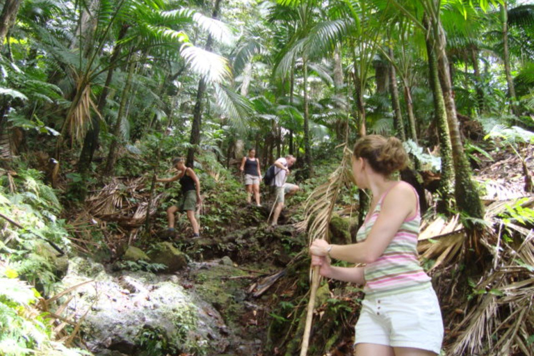 Randonnée dans la forêt tropicale