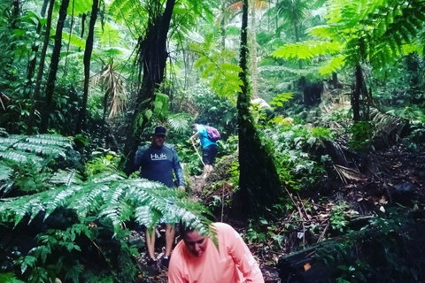 Caminhada panorâmica pela floresta tropical