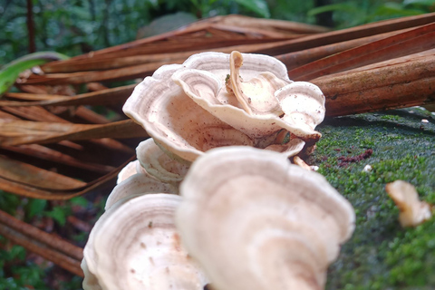 Schilderachtige regenwoudwandeling