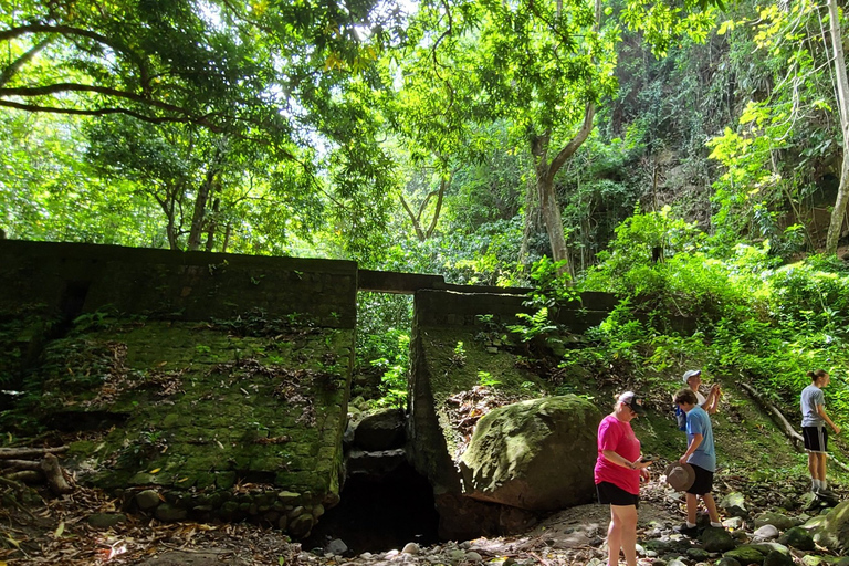 Randonnée dans la forêt tropicale