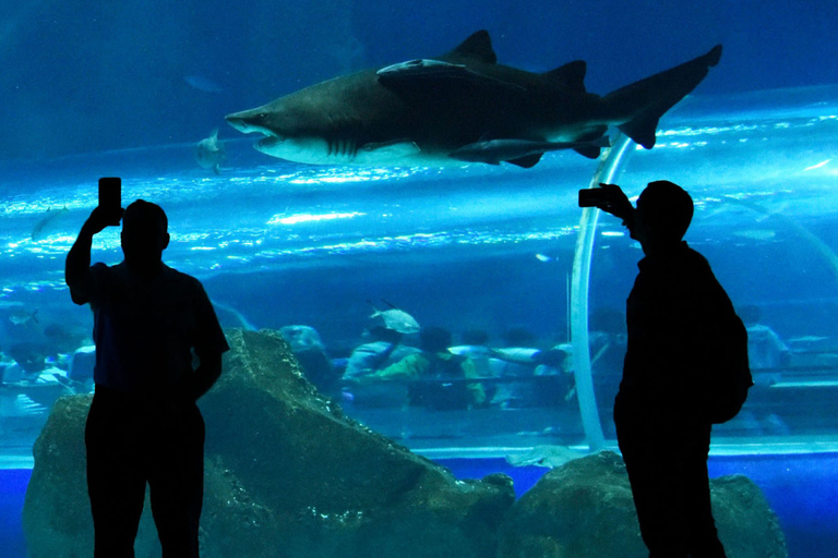 Rio de Janeiro: Marine Aquarium Entry Tickets