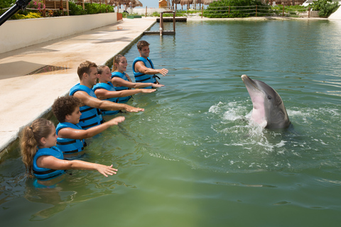 Nado con delfines Paseo - Punta Cancun