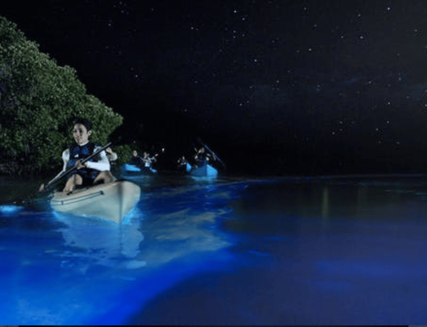 Orlando: Bioluminescence Clear Kayak Or Paddleboard Tour | GetYourGuide