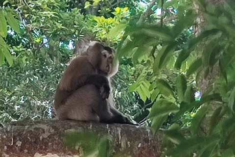 Khao Sok Jungle Day Trip - Jungle Trekking & Bamboo Rafting