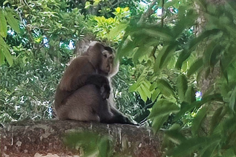 Khao Sok Jungle Day Trip - Jungle Trekking & Bamboo Rafting