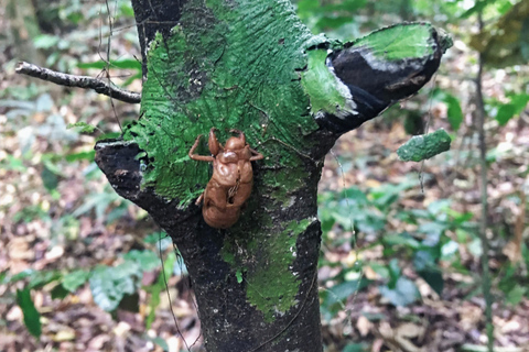 Khao Sok Jungle Day Trip - Jungle Trekking & Bamboo Rafting