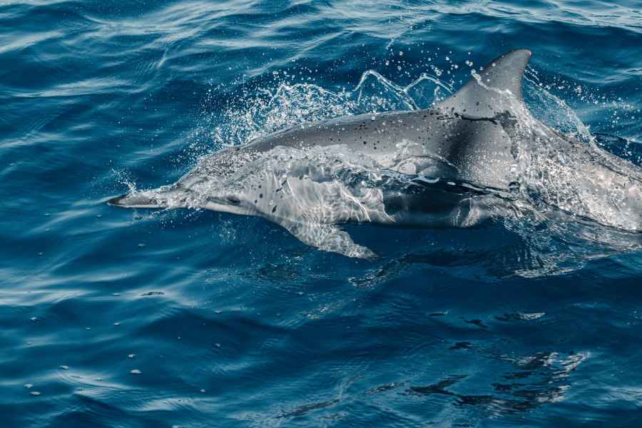Maui: Ka'anapali Wild Dolphin Sail. Foto: GetYourGuide