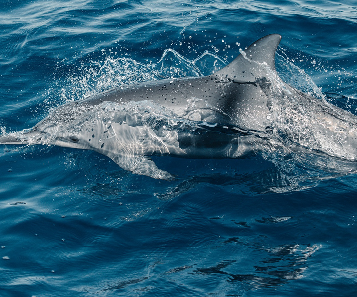 Maui: Ka'anapali Wild Dolphin Sail