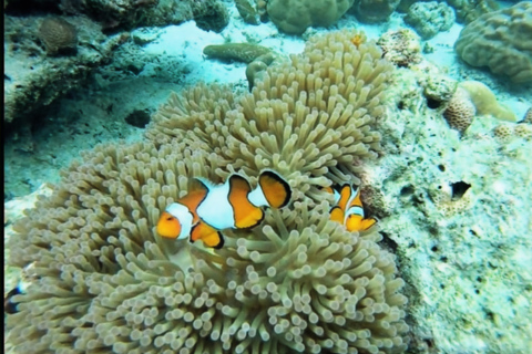 Early Bird Surin Islands Snorkeling Trip maximum 24 p.