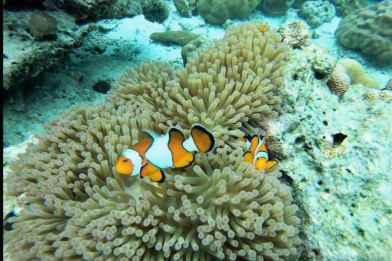 Early Bird Surin Islands Snorkeling Trip maximum 24 p.