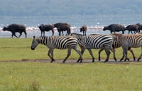 Private Day tour to Lake Nakuru park and option boat ride - Housity