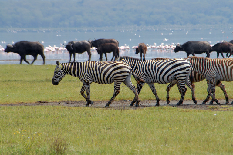 Private Tagestour zum Lake Nakuru Park und optionale BootsfahrtPrivate Tagestour zum Lake Nakuru Park