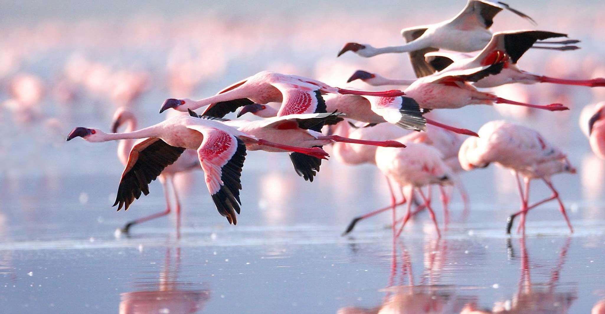 Private Day tour to Lake Nakuru park and option boat ride - Housity