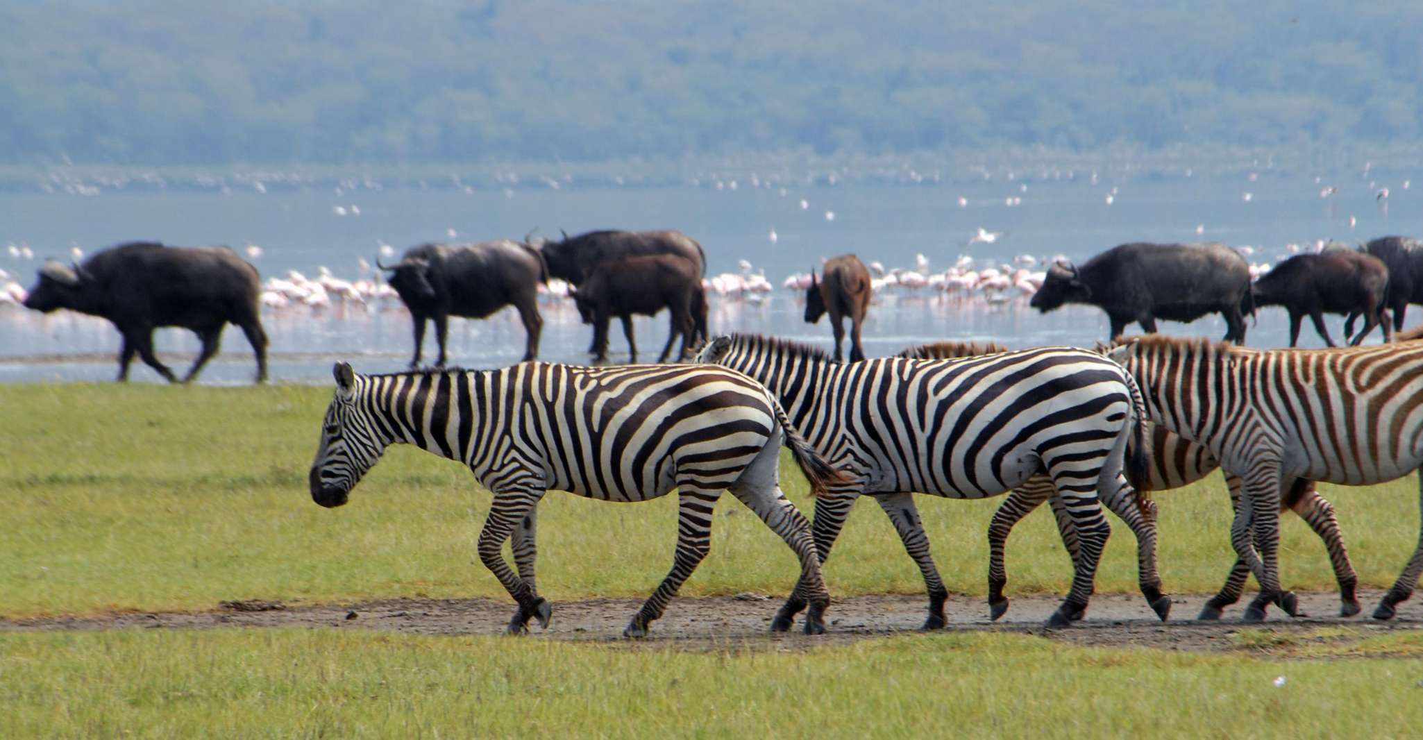 Private Day tour to Lake Nakuru park and option boat ride - Housity