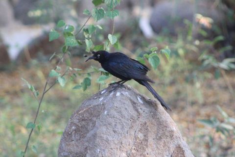 Addis Ababa: 2-Day Awash National Park Tour & Hot Springs