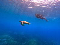 Snorkeltrip op Daymaniyat -eilanden - Housity