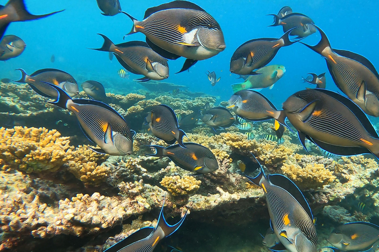 Excursión de snorkel en las Islas DaymaniyatExcursión de snorkel en las Islas Daymaniat