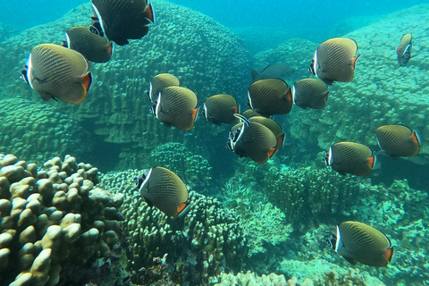 Snorkeling Trip at Daymaniat Islands