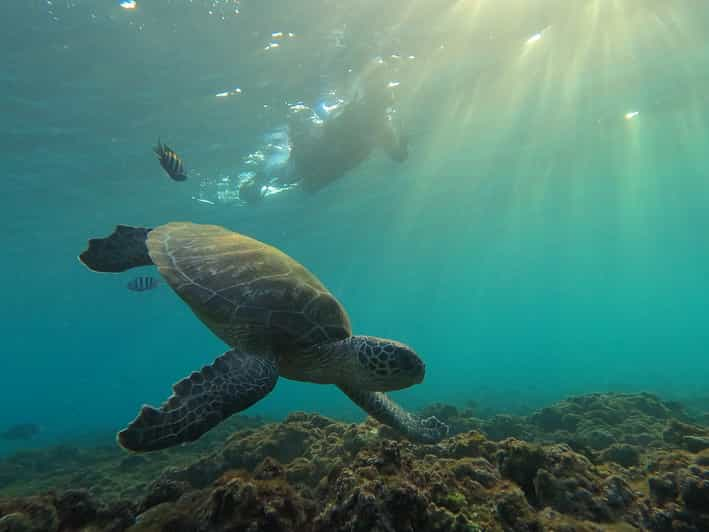 Snorkeling Trip at Daymaniyat Islands | GetYourGuide