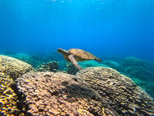 Oman: snorkeltocht naar de Daymaniyat-eilanden