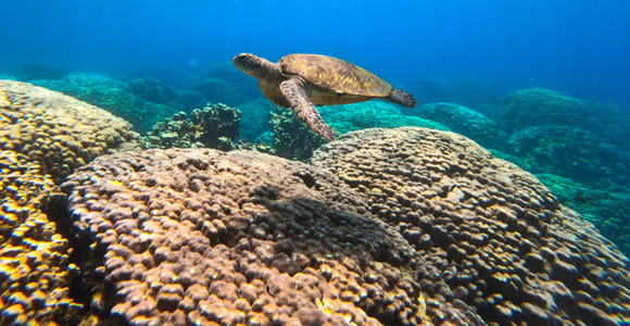 Oman: Daymaniyat Islands Snorkeling Trip