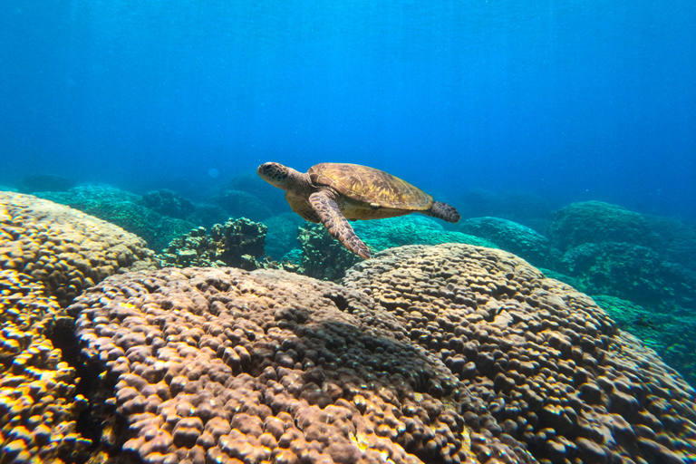 Snorkeling na wyspach DaymaniyatSnorkeling na wyspach Daymaniat