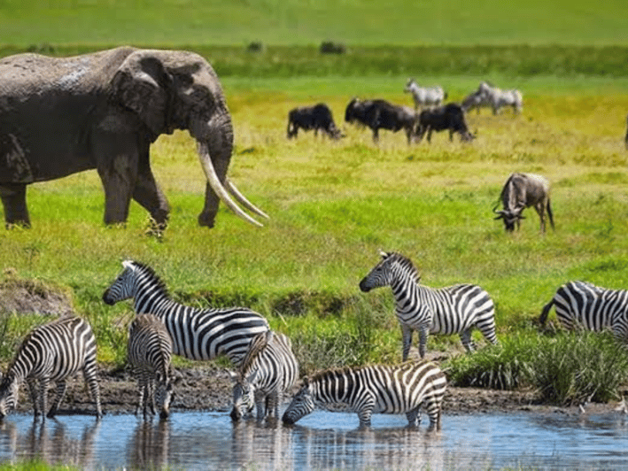 Arusha: 3 Days Serengeti and Ngorongoro Crater Tour | GetYourGuide