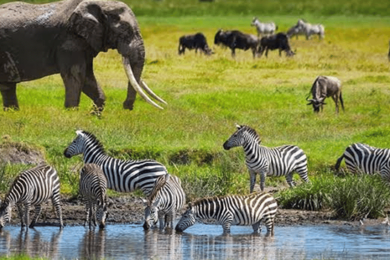 Arusha: 3-dagarstur till Serengeti och Ngorongoro-kraternArusha: Safari på Serengeti och Ngorongoro Crater Lodge